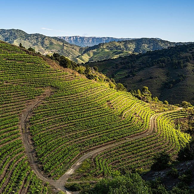 Los viñedos en ladera de Perinet, en el Priorat.