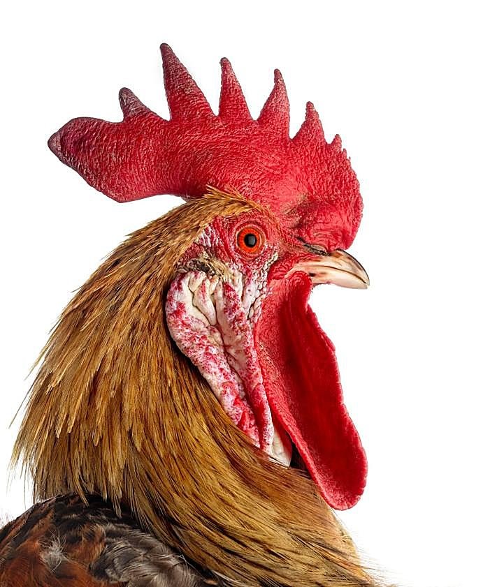 Imagen secundaria 2 - Llega a Madrid uno de los proyectos de arte vivo más longevos: el Cosmopolitan Chicken Project, de Koen Vanmechelen